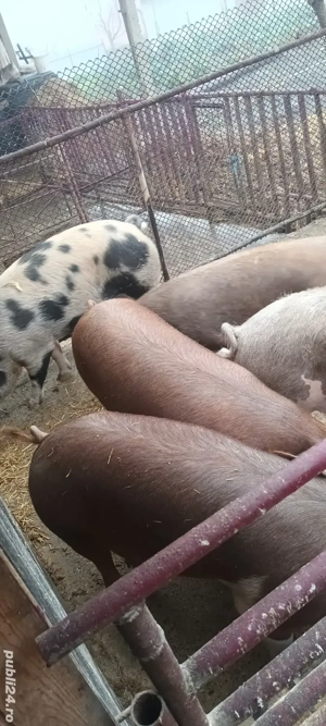 vând porci - imagine 2