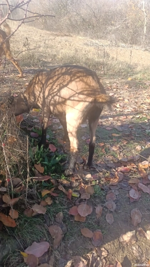 Vand ieduta alpina franceza 