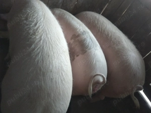 De vanzare  - imagine 2