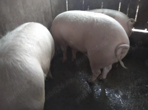 De vanzare  - imagine 4