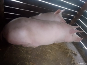  Marele Alb de vanzare