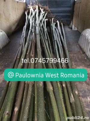 Trimitem oriunde in țara,copăcei și butași Paulownia,creștere rapidă,3-5m an, direct din pepinieră