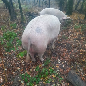 vînd    porci  - imagine 2