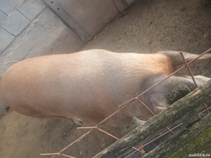 Vând porc  - imagine 3