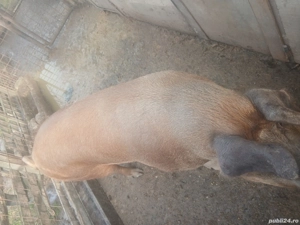 Vând porc  - imagine 2