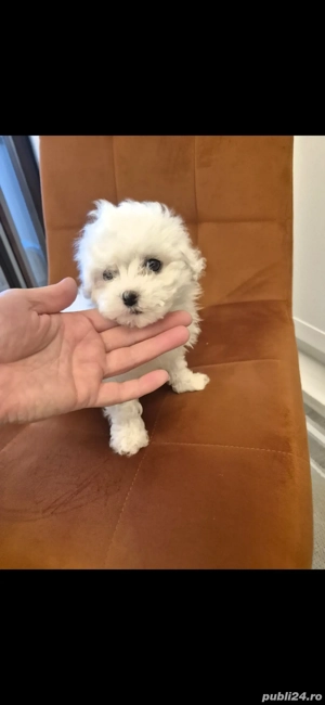 vand pui bichon de talie mica