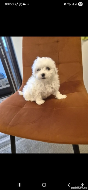 vand pui bichon de talie mica