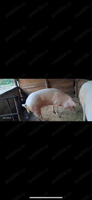 Vând porci crescuți bio! - imagine 3