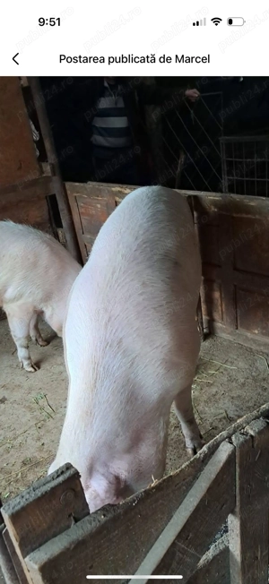Vând porci crescuți bio! - imagine 4