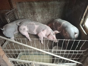 Vând porci - imagine 3