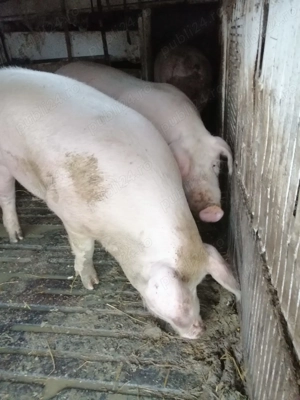 Vand porci de carne pentru Craciun