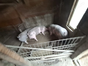 Vând porci - imagine 5