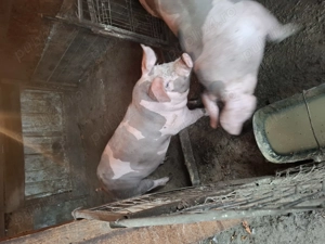 Vând porci - imagine 4