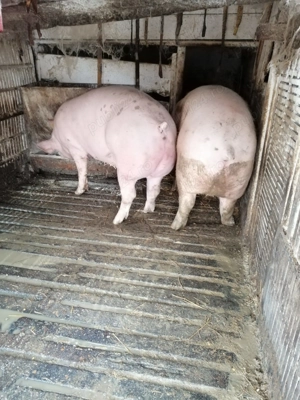 Vand porci de carne pentru Craciun - imagine 4