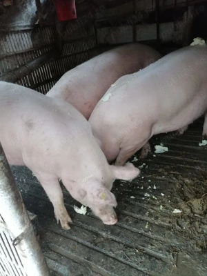 Vand porci de carne pentru Craciun - imagine 3