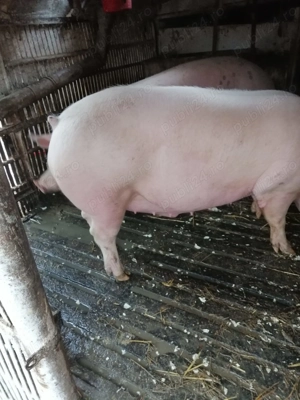 Vand porci de carne pentru Craciun - imagine 2