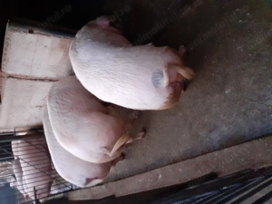 Vând porci rasa marele alb  - imagine 2