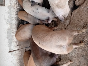 Vind porci rasă de carne  - imagine 3