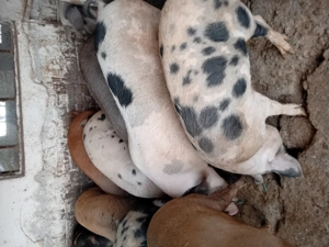 Vind porci rasă de carne 