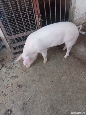 Vand porci 70-80kg - imagine 2