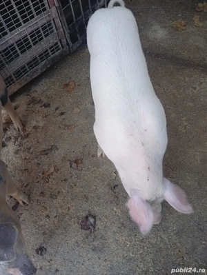 Vand porci 70-80kg - imagine 3