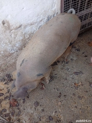 Vand porci 70-80kg - imagine 4