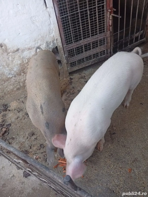 Vand porci 70-80kg