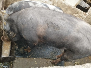 Porc de vânzare  - imagine 2