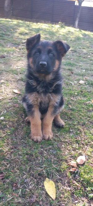 Catelusa ciobănesc german 