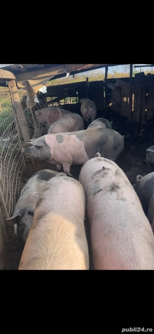 Porci pentru Craciun sau carcasa  - imagine 2