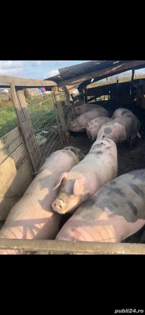 Porci pentru Craciun 