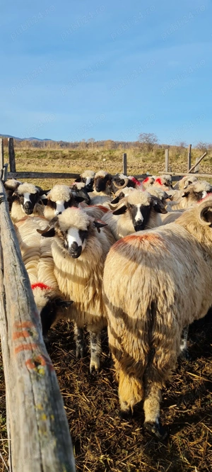 Disponibile miorite la prima fătare caută alt stăpân 25de buc  - imagine 4