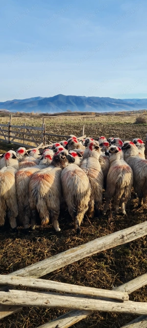 Disponibile miorite la prima fătare caută alt stăpân 25de buc  - imagine 3