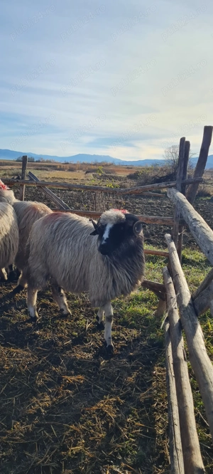 Disponibile miorite la prima fătare caută alt stăpân 25de buc  - imagine 2