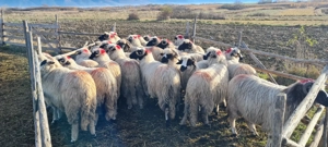 Disponibile miorite la prima fătare caută alt stăpân 25de buc 