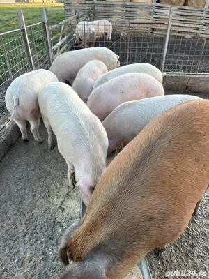 Porci de vanzare - imagine 5
