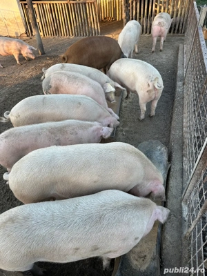 Porci de vanzare