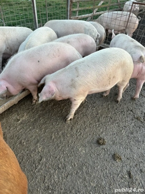 Porci de vanzare - imagine 2