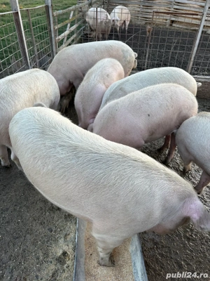 Porci de vanzare - imagine 4