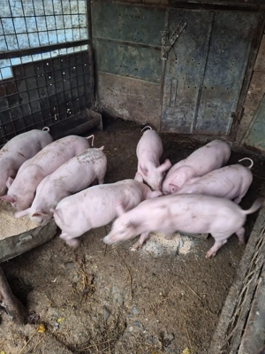 de vânzare marele alb cu pietrean  - imagine 3