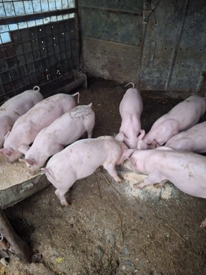 de vânzare marele alb cu pietrean  - imagine 2