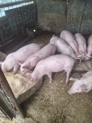 de vânzare marele alb cu pietrean 