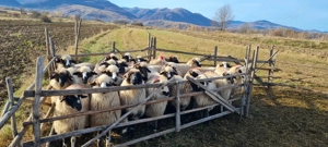 Disponibile miorite la prima fătare caută alt stăpân 25de buc  - imagine 6