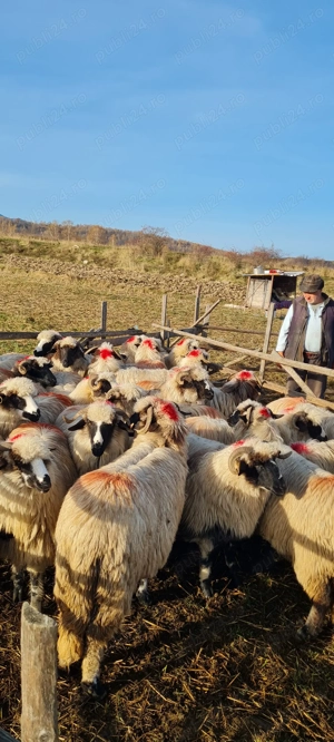 Disponibile miorite la prima fătare caută alt stăpân 25de buc  - imagine 7