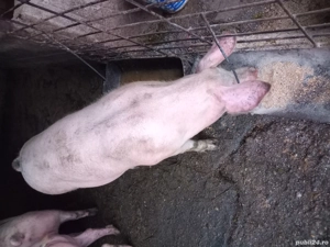 purcei de vanzare - imagine 2