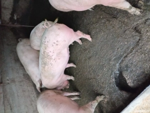 purcei de vanzare - imagine 3