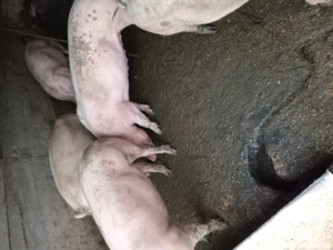 purcei de vanzare - imagine 5