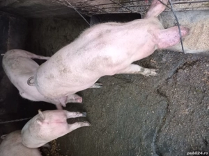 purcei de vanzare - imagine 4