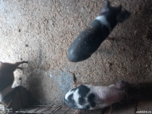 Purcei disponibili  - imagine 2