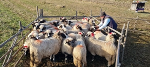 Disponibile miorite la prima fătare caută alt stăpân 25de buc  - imagine 8